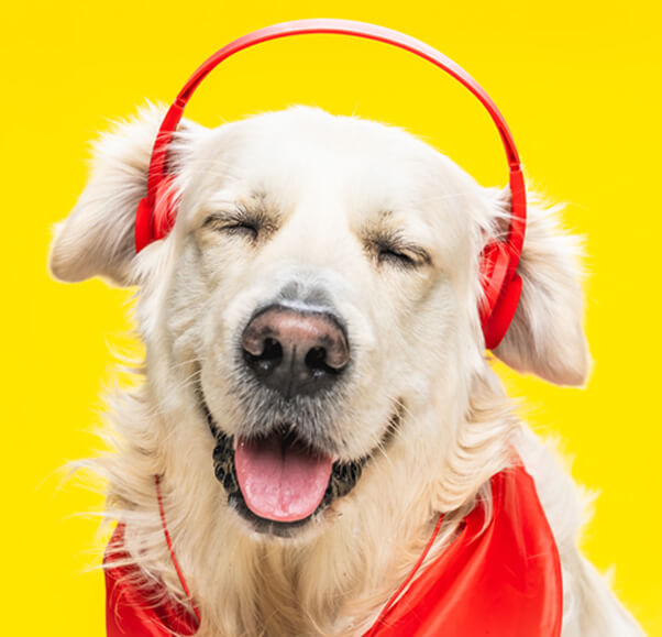 Golden Retriever wearing headphones – trusted dog breeders in Bangalore specializing in puppy care, grooming, and training services.