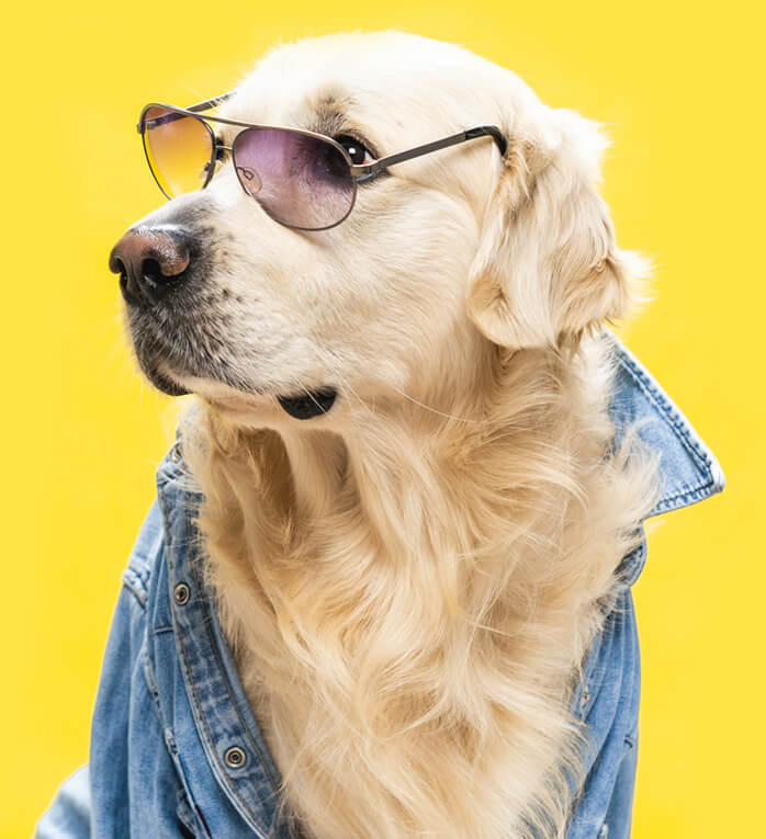 Golden Retriever puppy wearing sunglasses – top dog breeders in Bangalore offering healthy and happy puppies for sale.